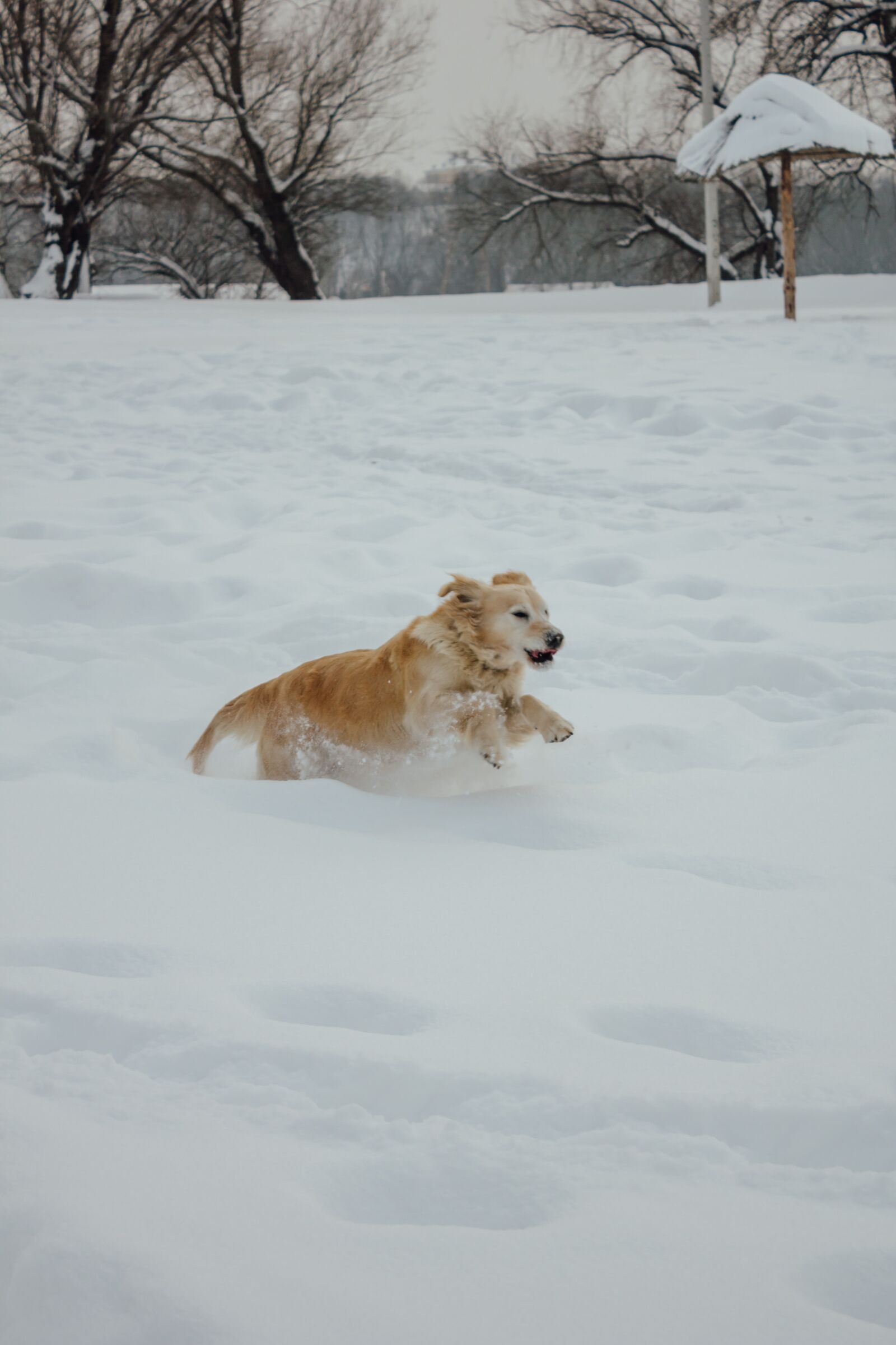 Canon EF-S 18-55mm F3.5-5.6 IS sample photo. Snowy, running, dogs, jumping photography