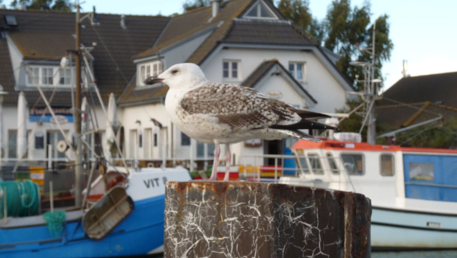 Panasonic Lumix DMC-FZ28 sample photo. Möwe, vogel, natur photography