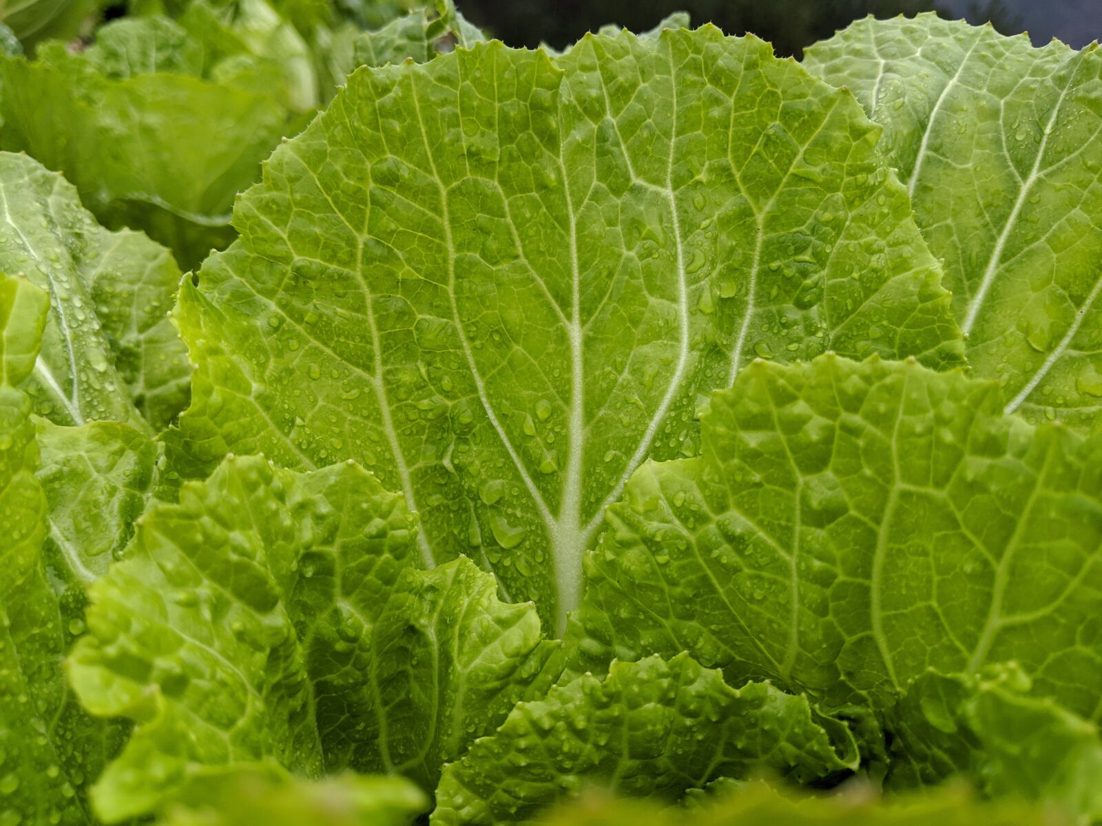 Google Pixel 3 sample photo. Gree, vegetables, natural photography
