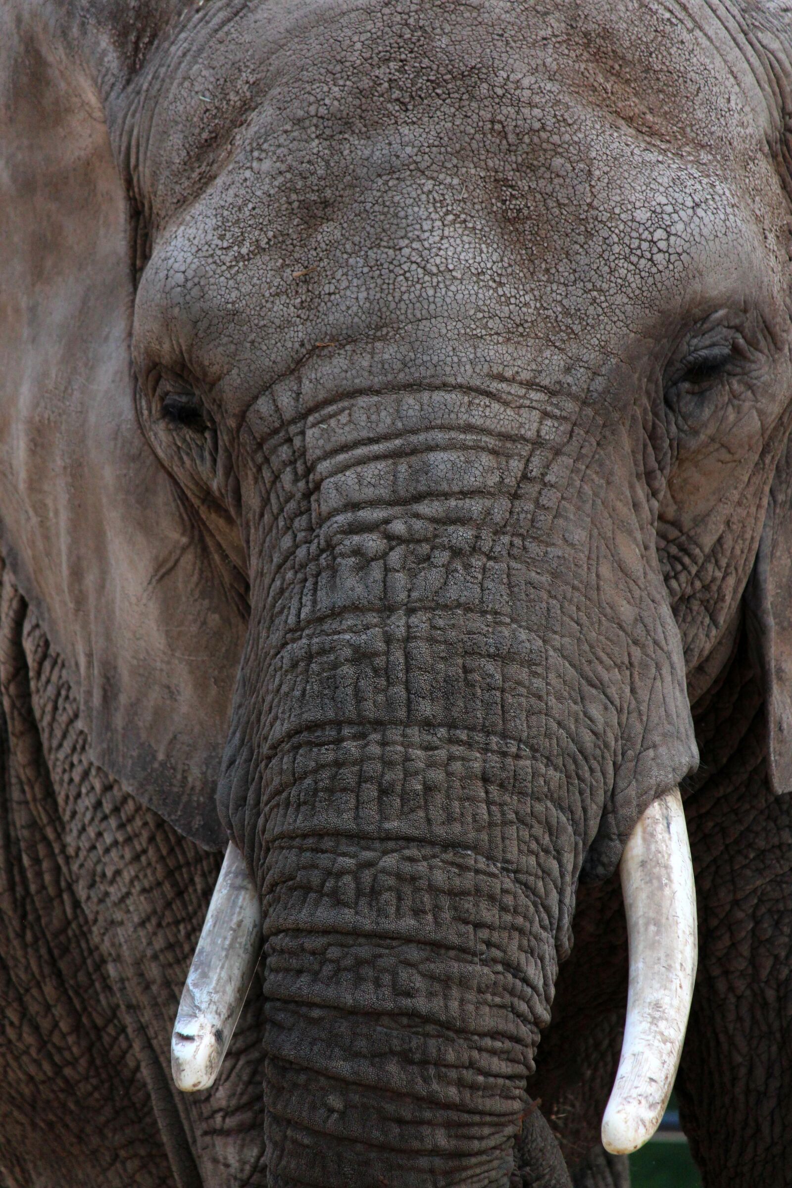 Canon EOS 650D (EOS Rebel T4i / EOS Kiss X6i) sample photo. Elephant, animal, wildlife photography