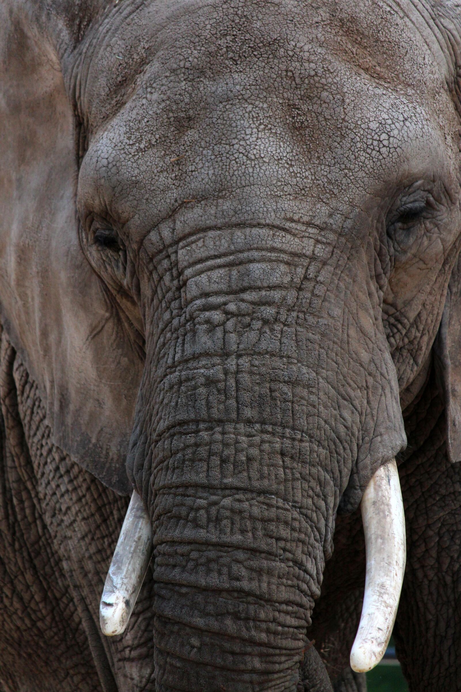 Canon EOS 650D (EOS Rebel T4i / EOS Kiss X6i) + Canon EF-S 55-250mm F4-5.6 IS II sample photo. Elephant, animal, wildlife photography