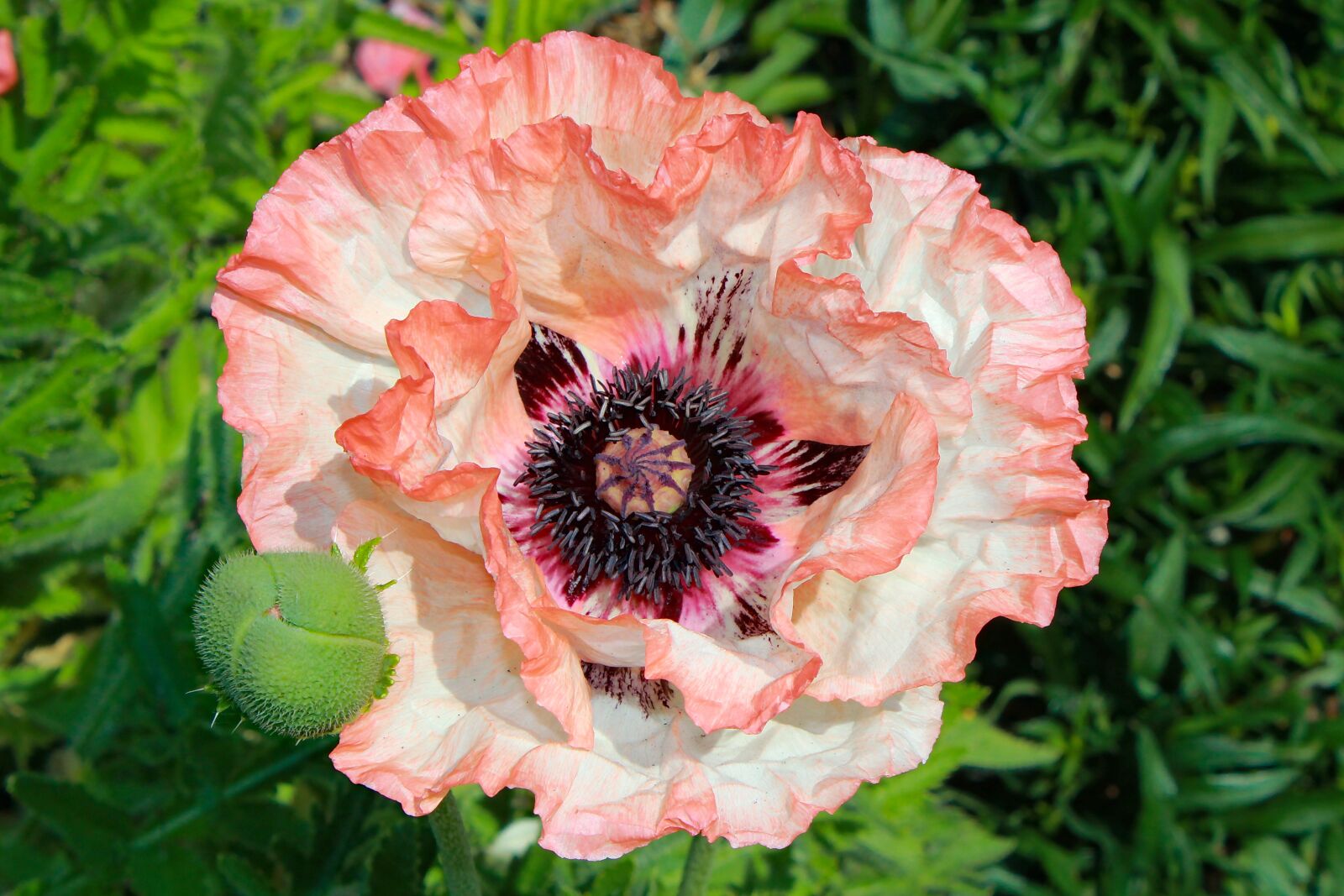 Canon EOS 550D (EOS Rebel T2i / EOS Kiss X4) sample photo. Flower, poppy, plant photography