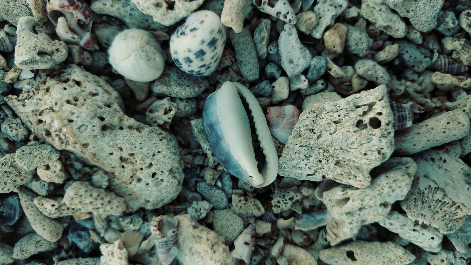 LG G5 sample photo. Corral, shell, beach sand photography