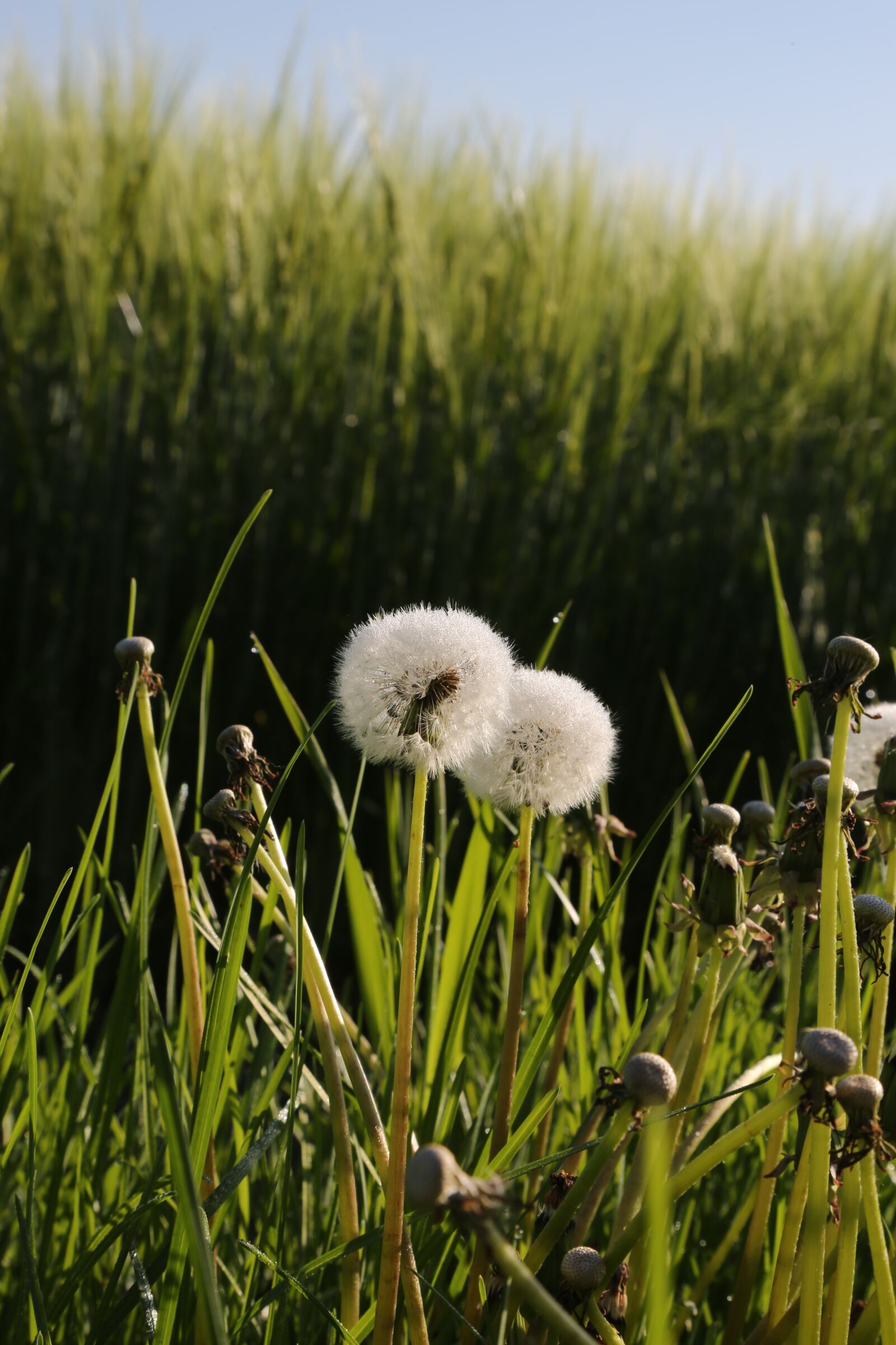 Canon EF 24-105mm F4L IS USM sample photo. Dandelion, green, nature photography