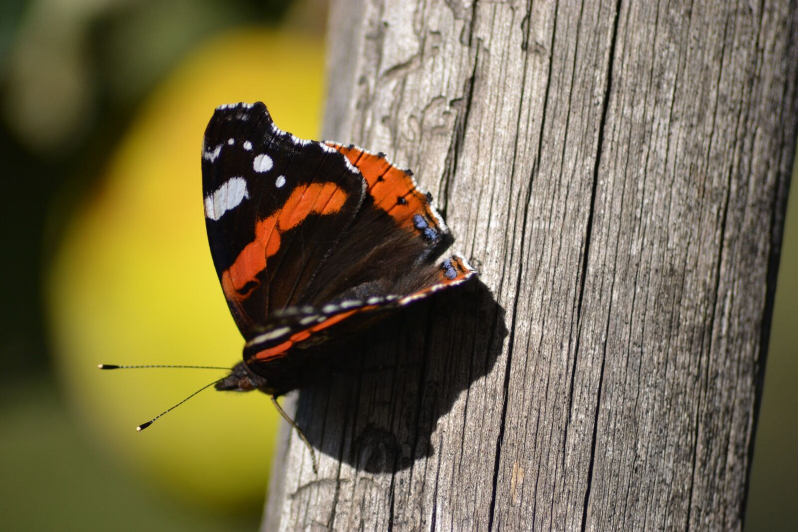 Nikon D3100 sample photo. Butterfly, sivas, rare photography
