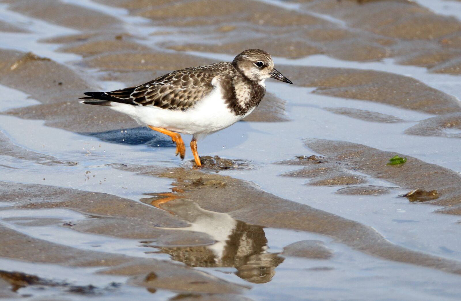 Canon EOS 70D sample photo. Stone waltz, bird, beach photography