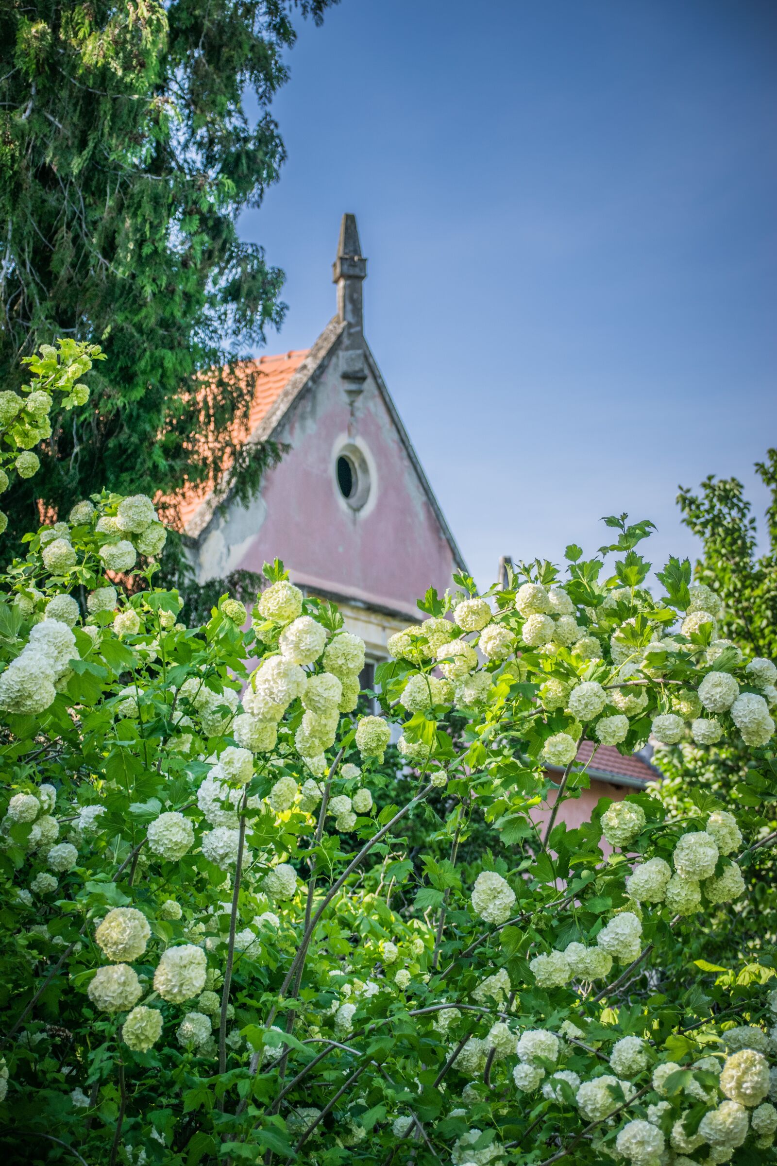 Nikon D5300 sample photo. Park, spring, garden photography