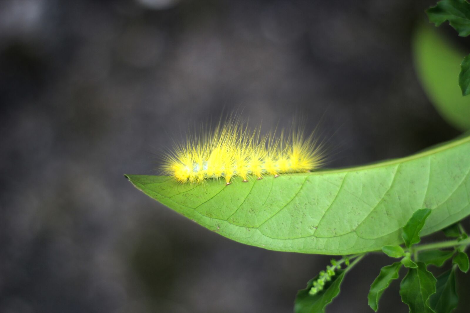 Canon EOS 60D sample photo. Yellow, caterpillar, beautiful photography