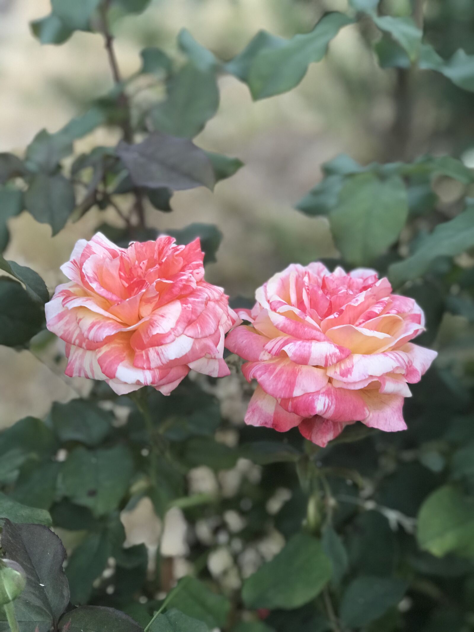 Apple iPhone 7 Plus sample photo. Flower, rose, spring photography