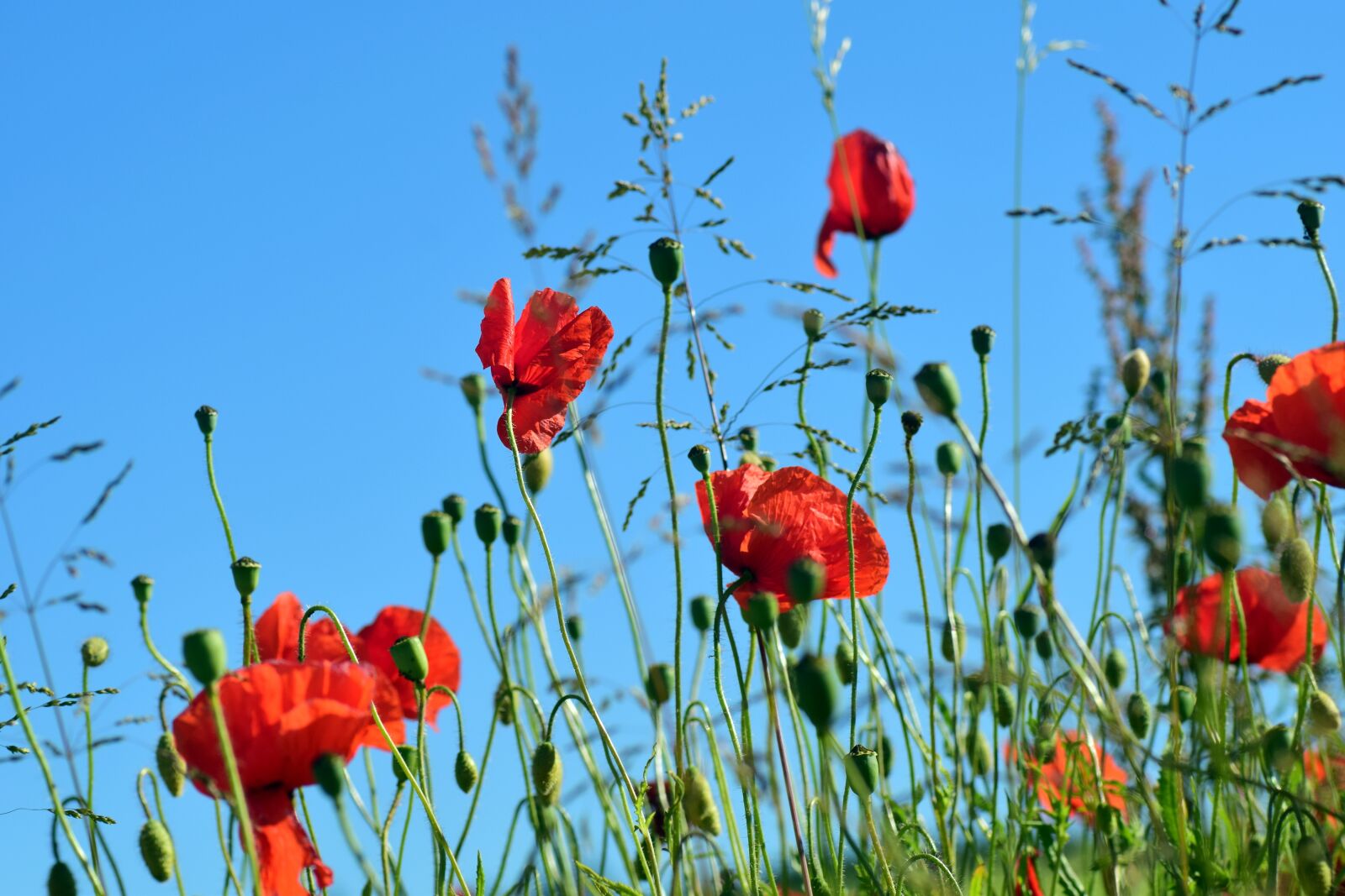 Nikon D3300 sample photo. Poppy, klatschmohn, poppy flower photography