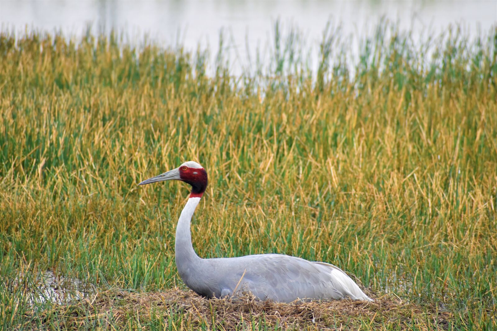 Nikon D5600 sample photo. Nature, bird, animal photography