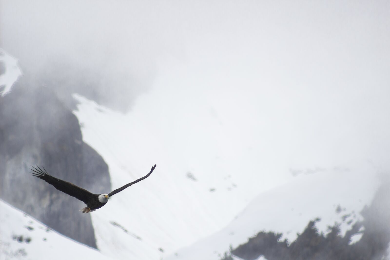 Canon EOS 100D (EOS Rebel SL1 / EOS Kiss X7) sample photo. Bald eagle, mountains, nature photography