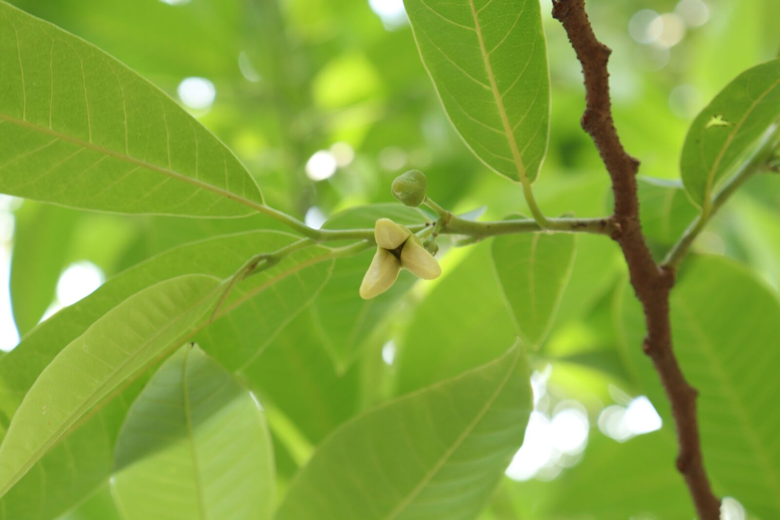 Canon EOS 250D (EOS Rebel SL3 / EOS Kiss X10 / EOS 200D II) sample photo. Kerala, green, tree photography