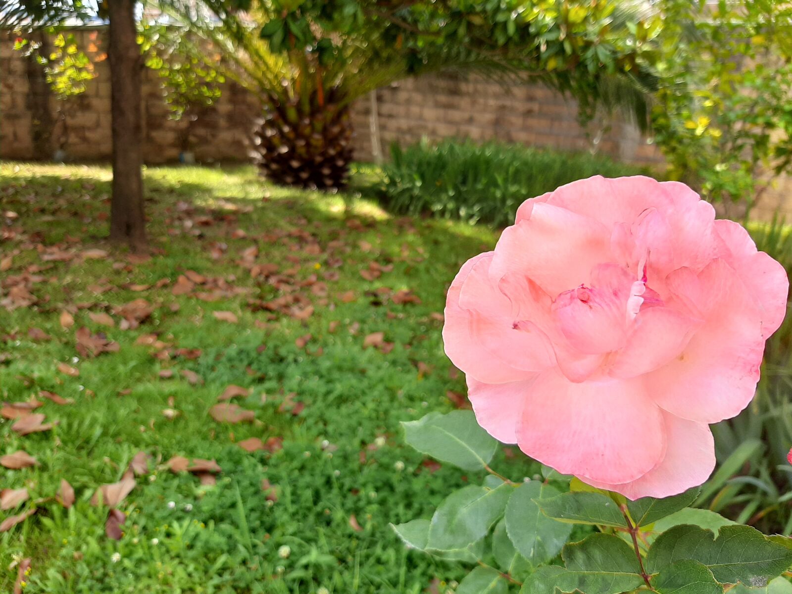 Samsung SM-A307FN sample photo. Spring, picnic, flower photography
