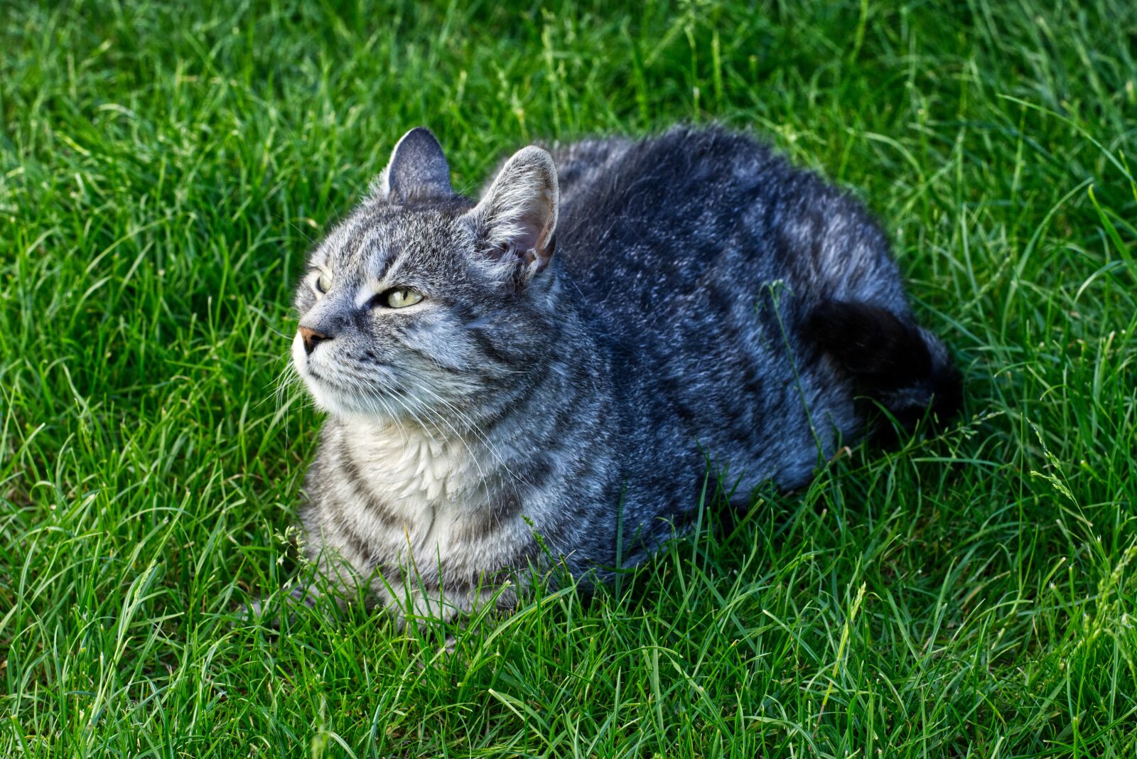 Nikon D7200 sample photo. Cat, enjoy the sun photography