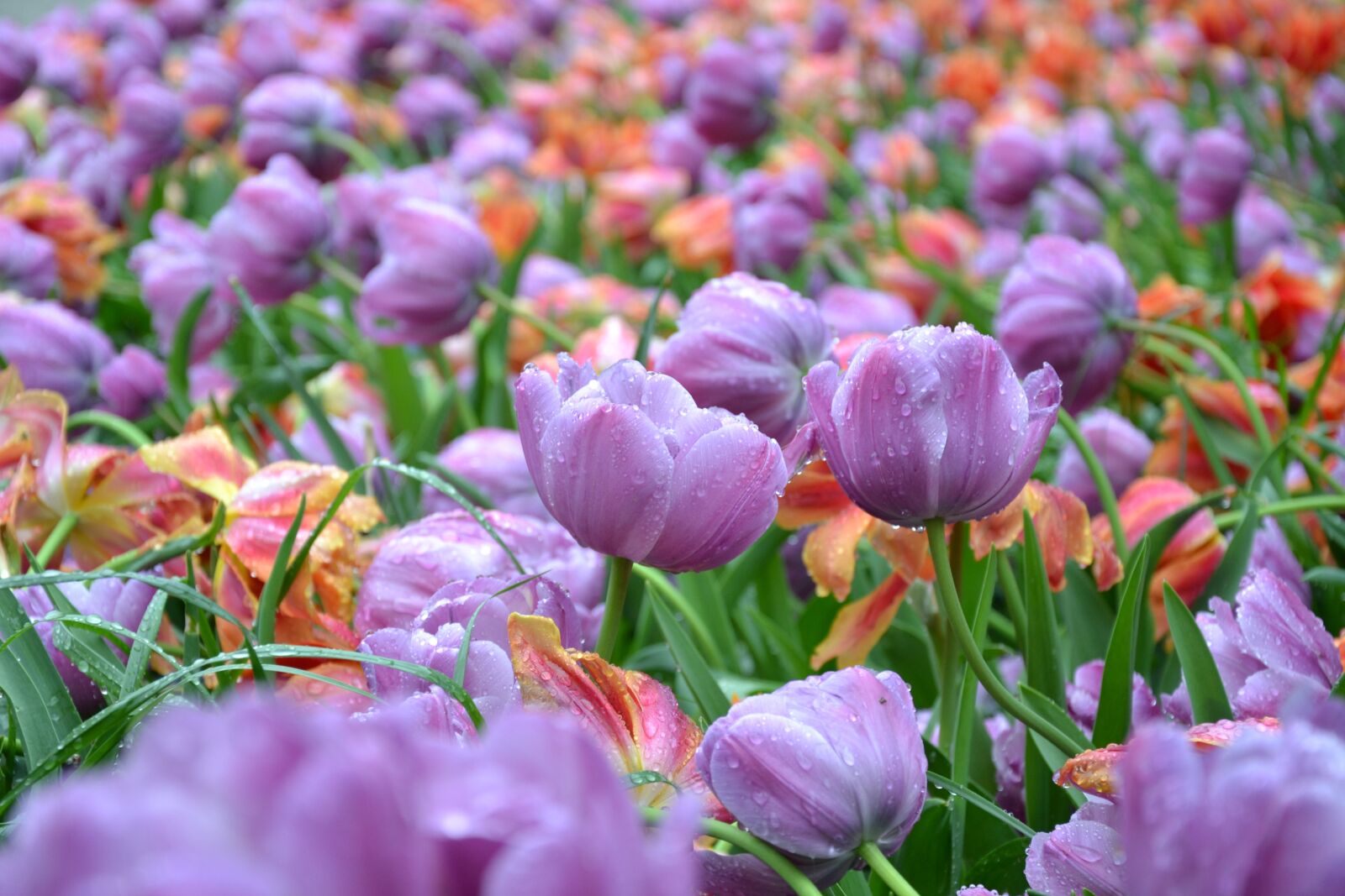 Nikon D3100 sample photo. Tulips, flowers, spring photography