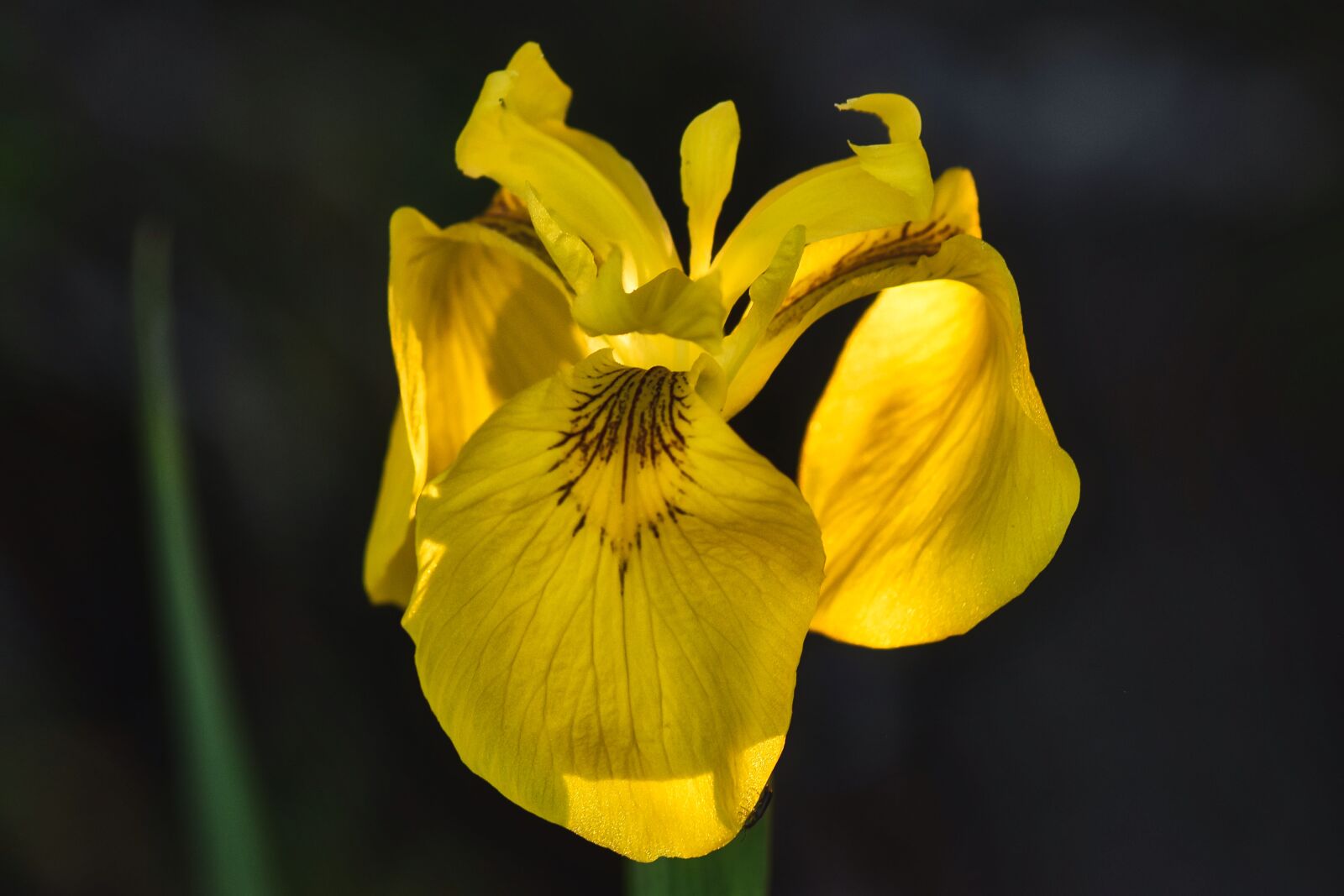 Nikon D5500 sample photo. Swamp iris, lilies, plant photography