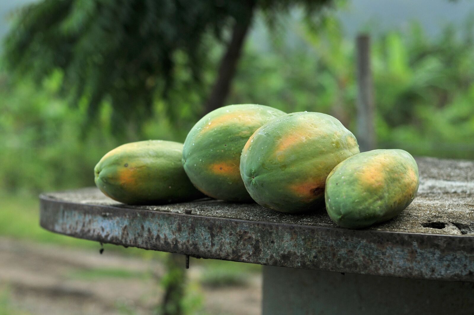 Nikon D300S sample photo. Milky, papaya, tubers photography