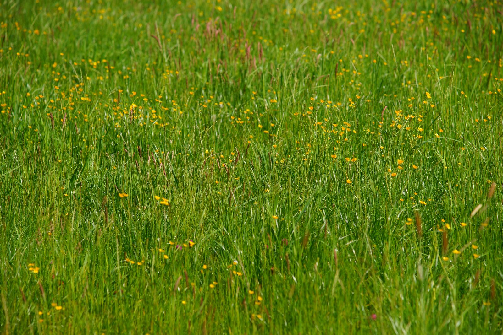 Sony a99 II sample photo. Grass, pasture, early summer photography