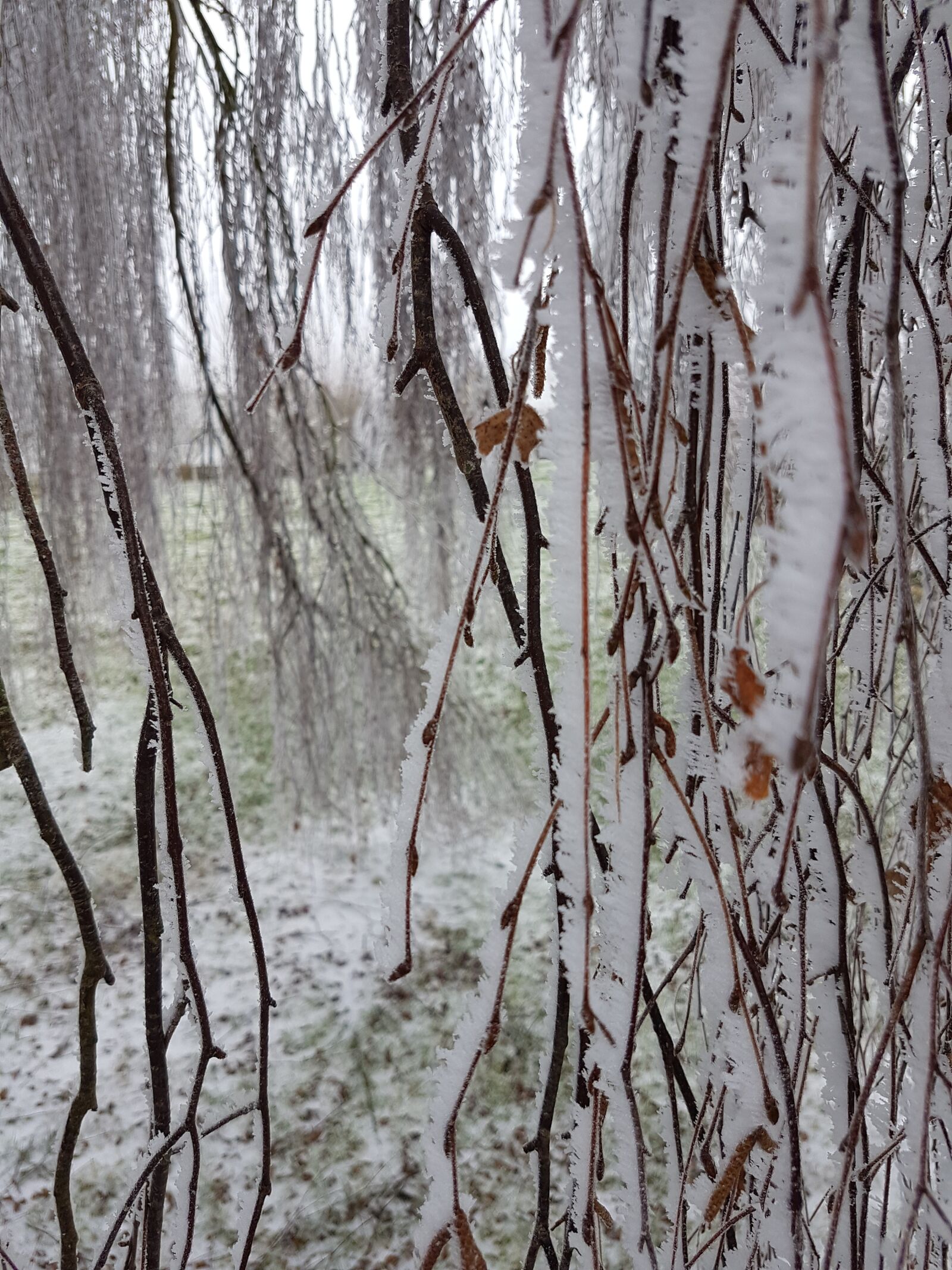 Samsung Galaxy S7 sample photo. Jelly, winter, nature photography