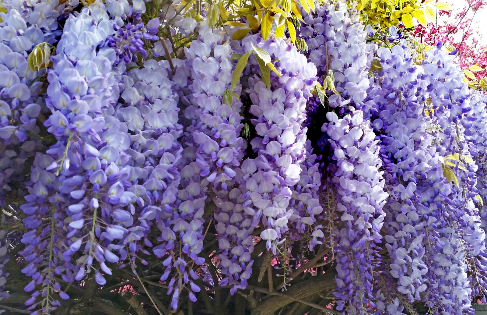 Samsung Galaxy S5 sample photo. Wisteria, flower, creeper photography