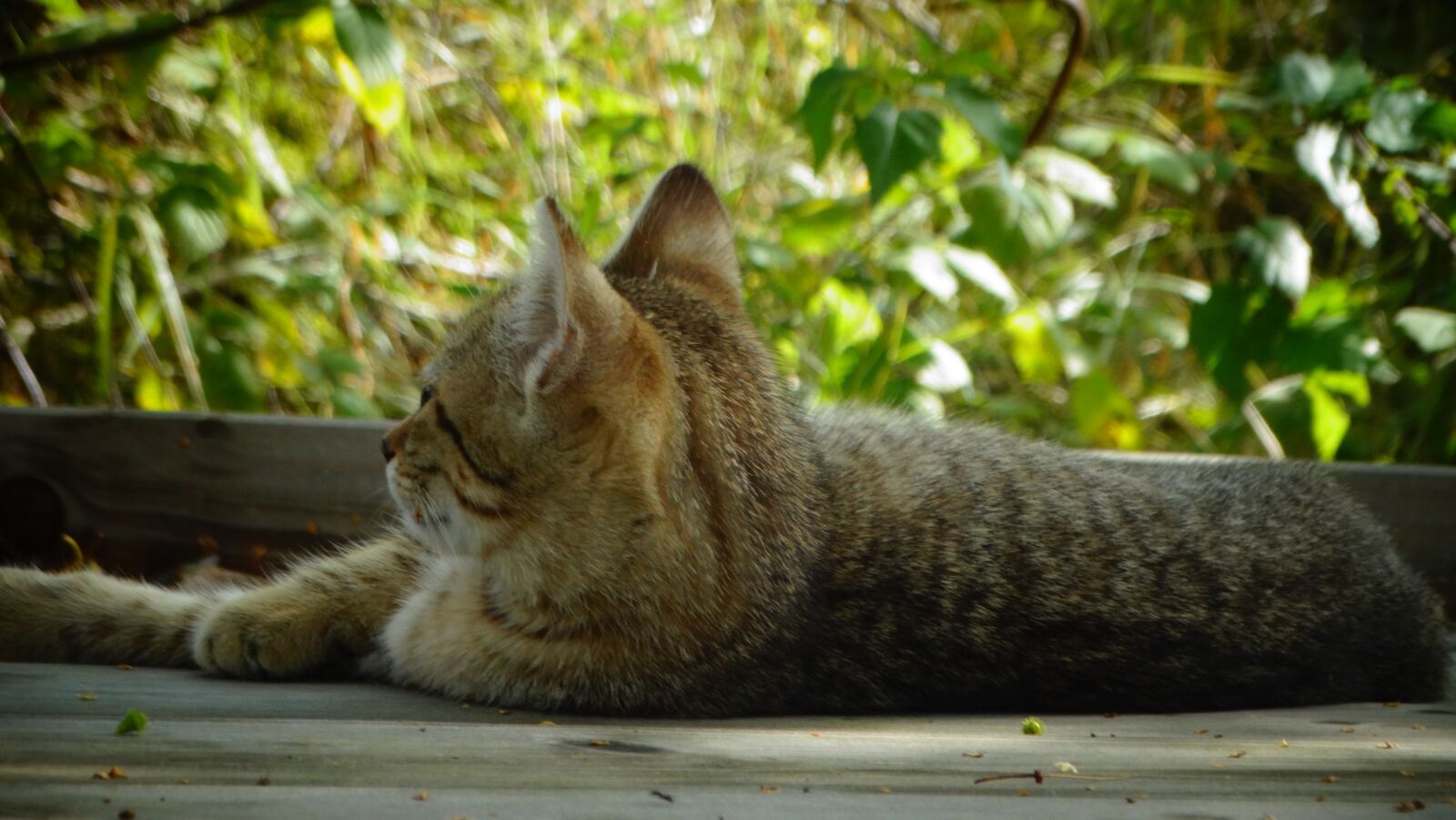 Sony Cyber-shot DSC-HX300 sample photo. Cat, kitten, pet photography