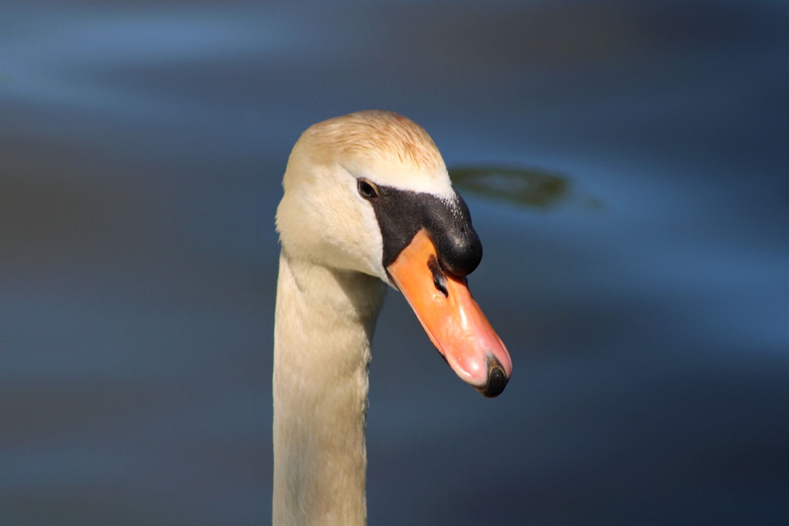 Canon EF75-300mm f/4-5.6 sample photo. Swan, bird, water photography
