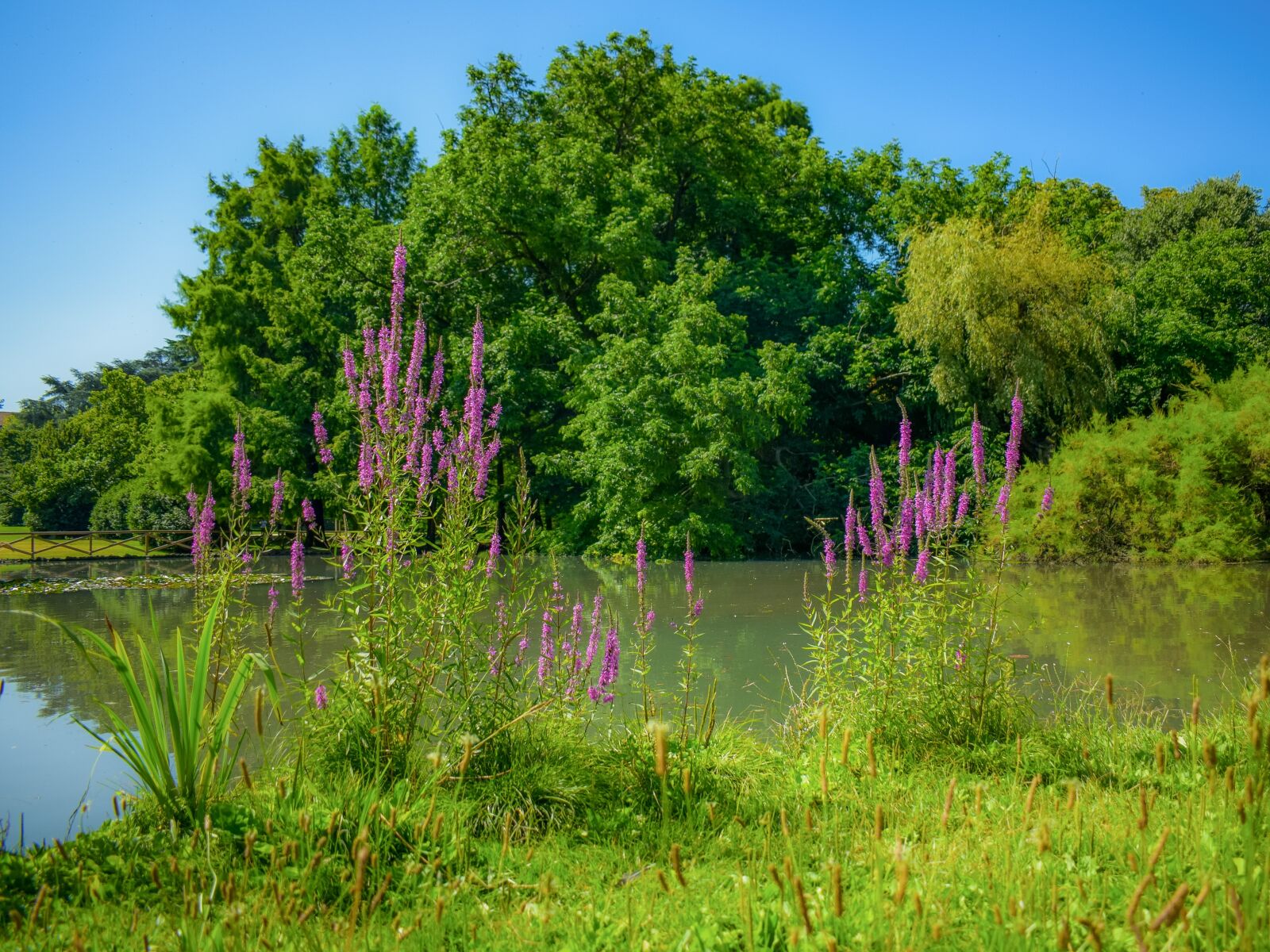Nikon D3300 sample photo. Park, lake, forest photography