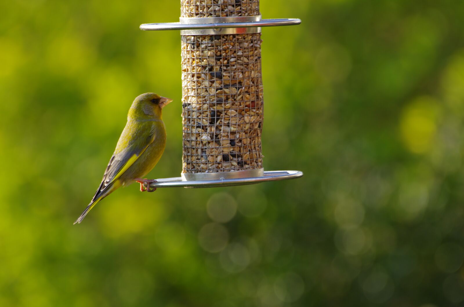 Pentax K-5 sample photo. Greenfinch, sitting, garden bird photography