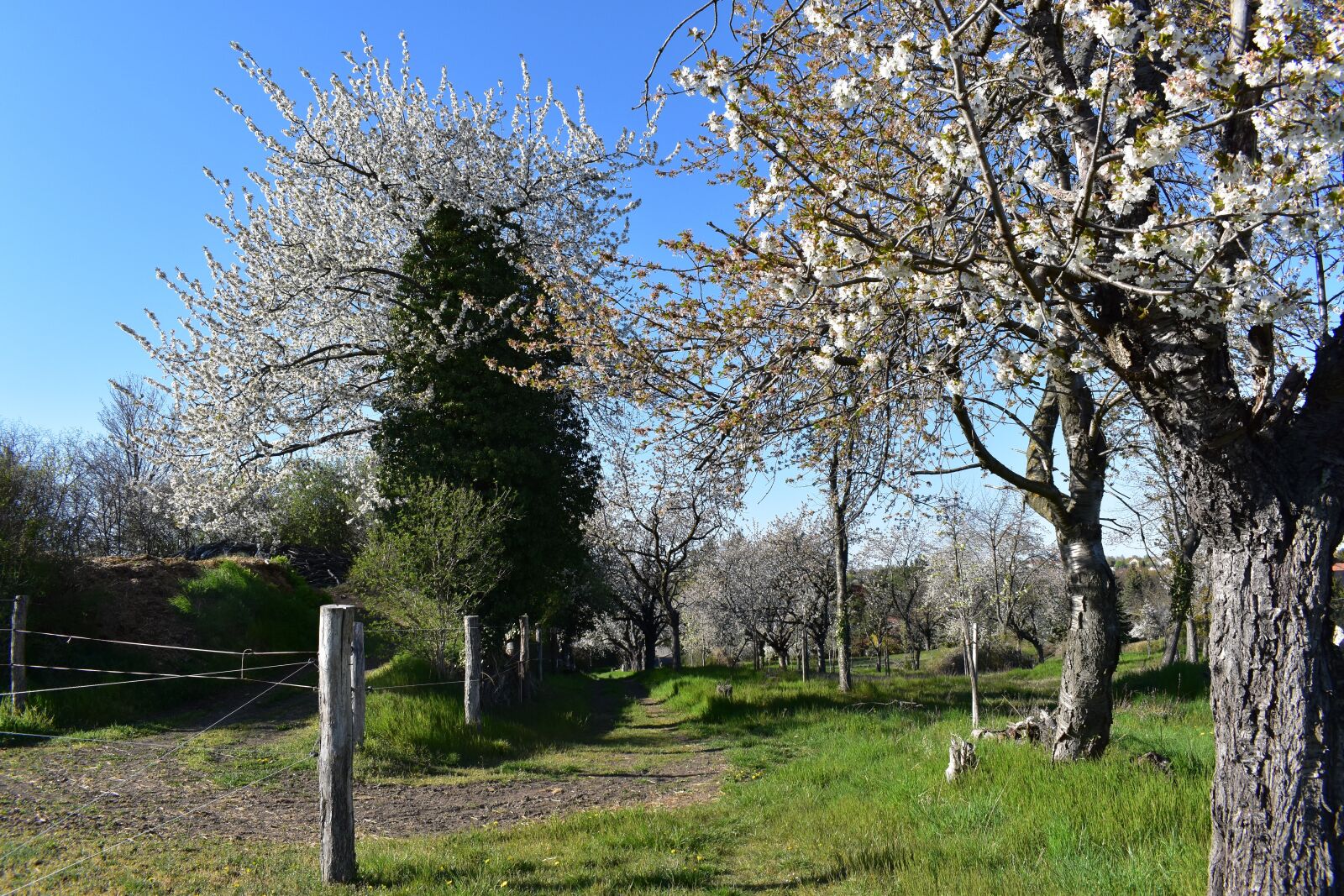 Nikon D5600 sample photo. Kischblüte, meadow, fence photography