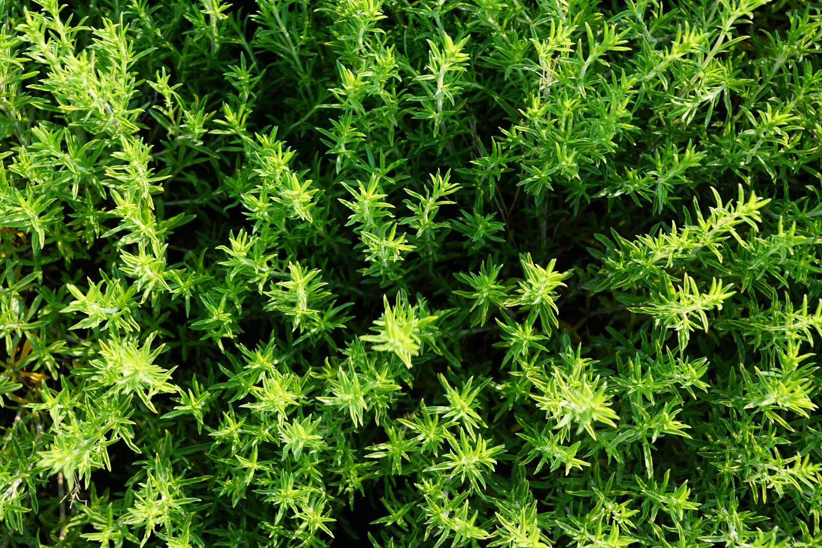 Sony ILCA-77M2 + Sony DT 16-50mm F2.8 SSM sample photo. Thyme, summer, herb photography