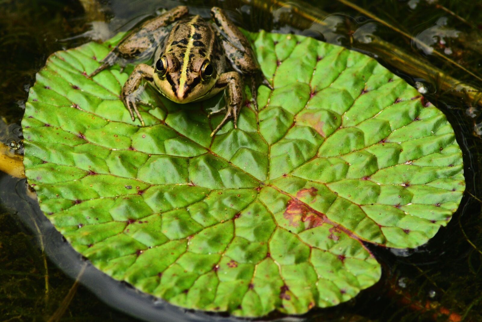 Nikon D750 sample photo. Frog, gold wire frog photography