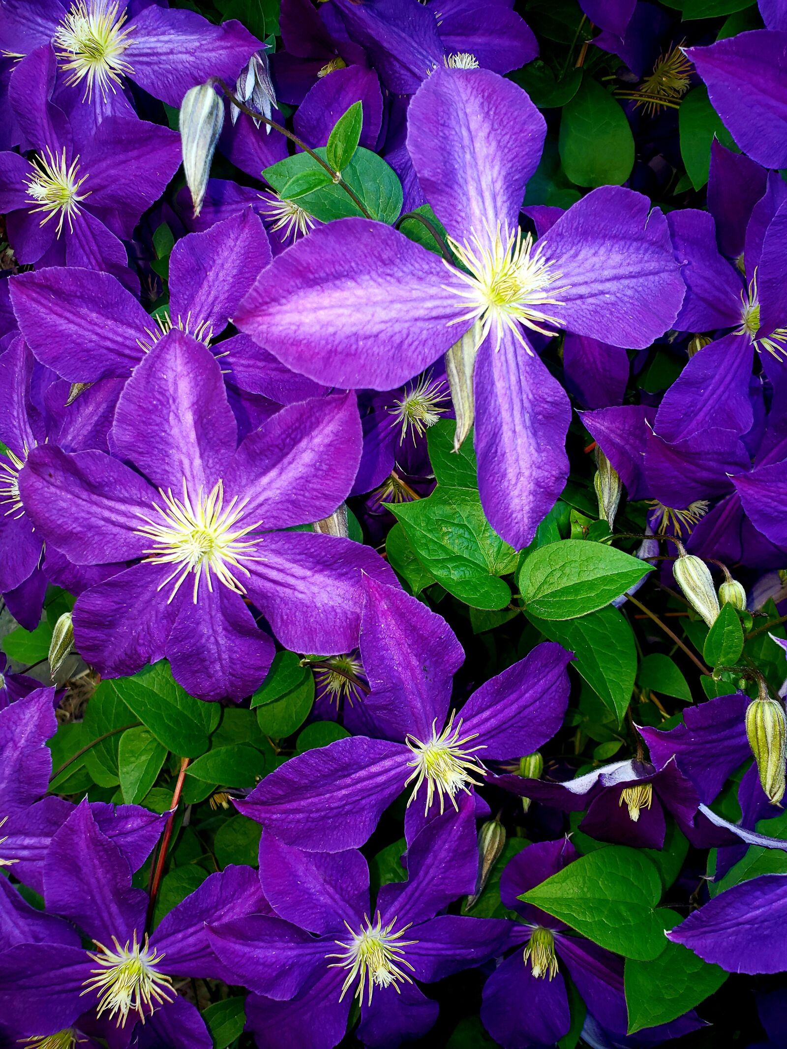 Samsung SM-G960U sample photo. Purple, flower, background photography