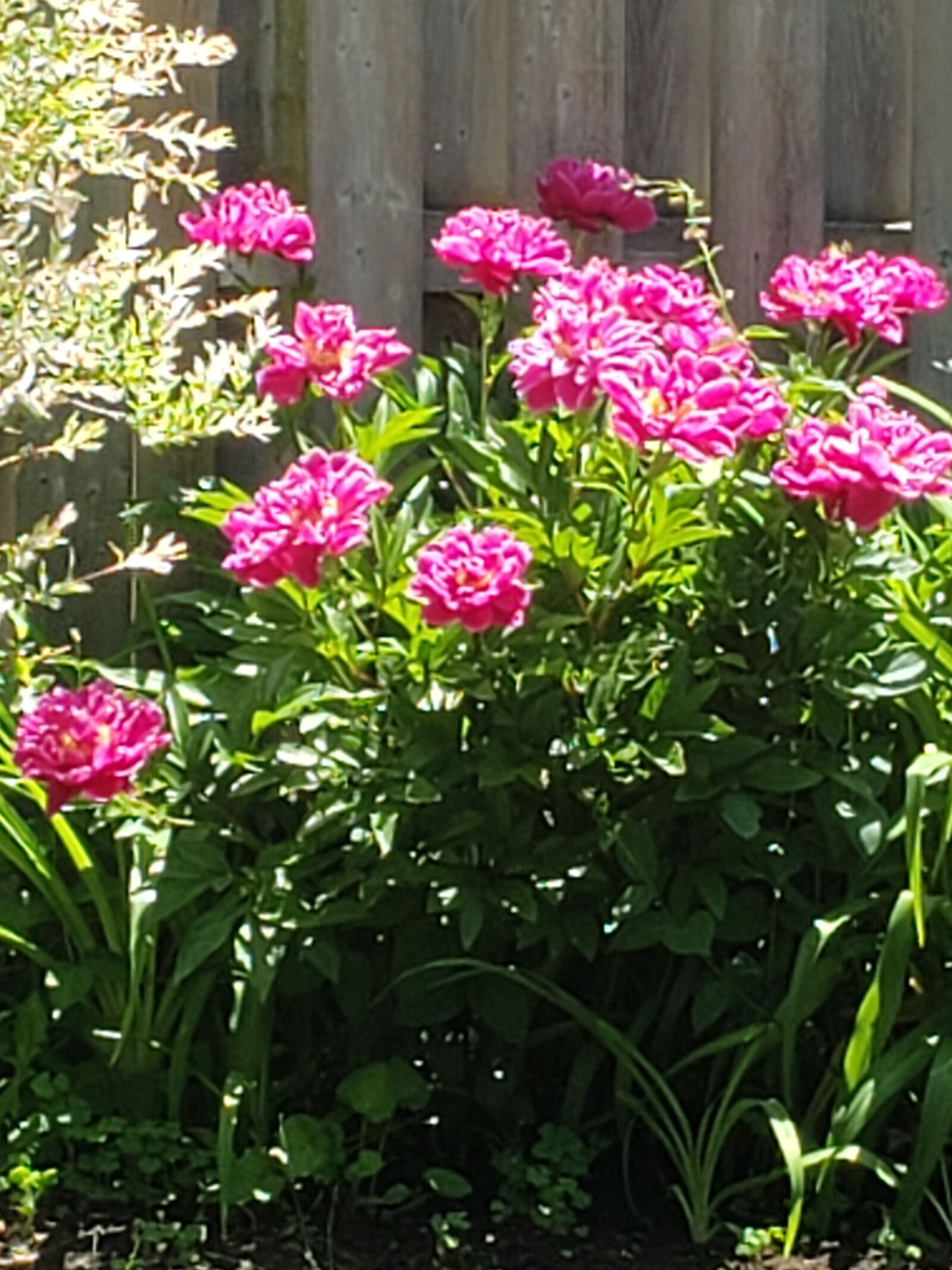 Samsung Galaxy S9 sample photo. Flowers, pretty, spring photography
