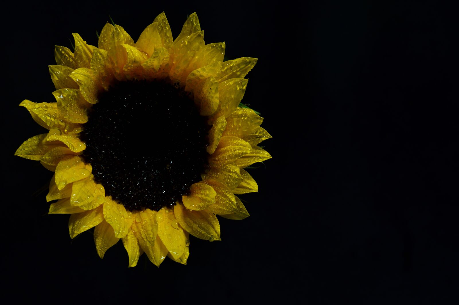 Nikon D3200 sample photo. Yellow, sunflower, natural photography