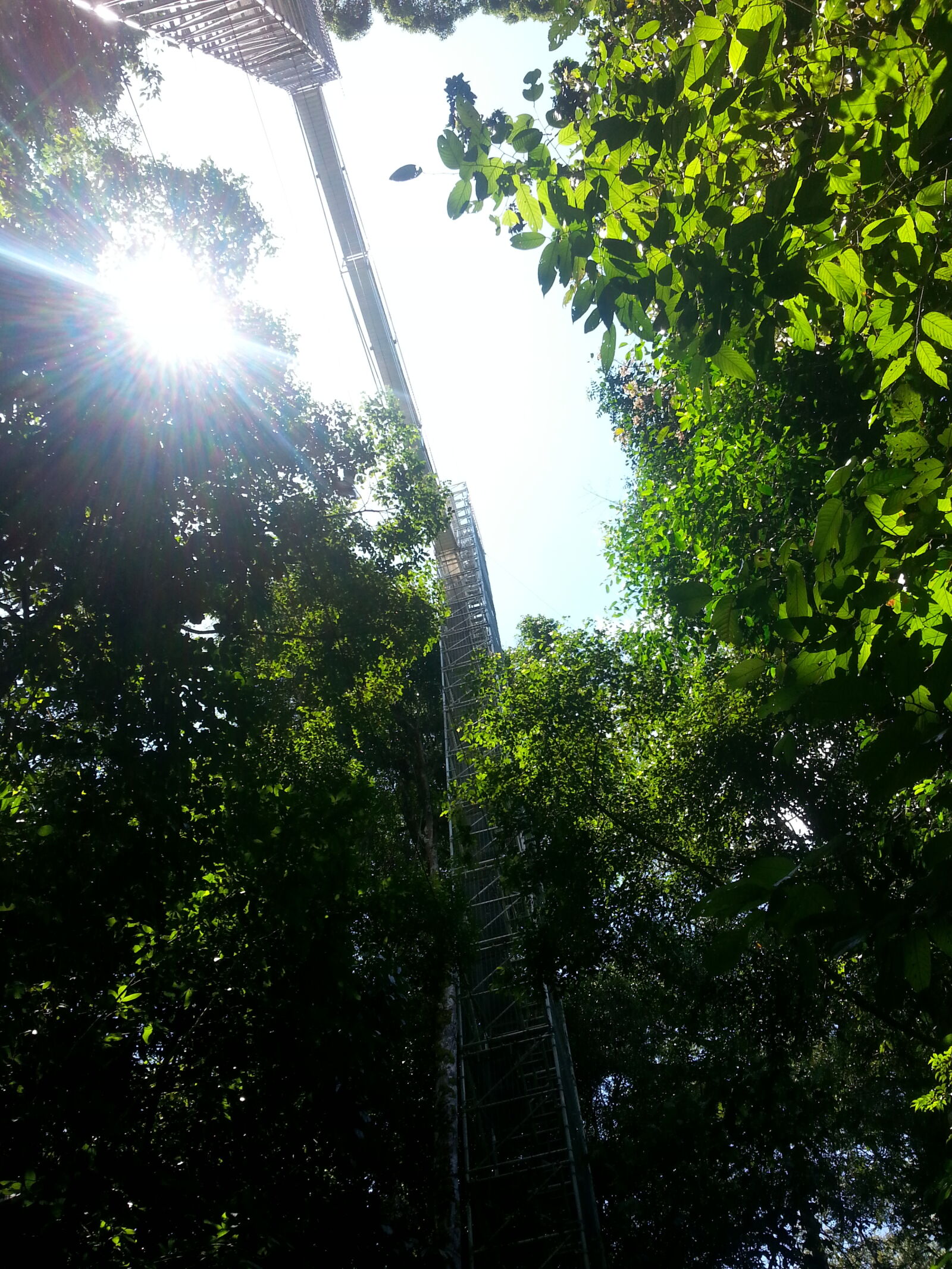 Samsung Galaxy Note2 sample photo. Canopy, walk, trees photography