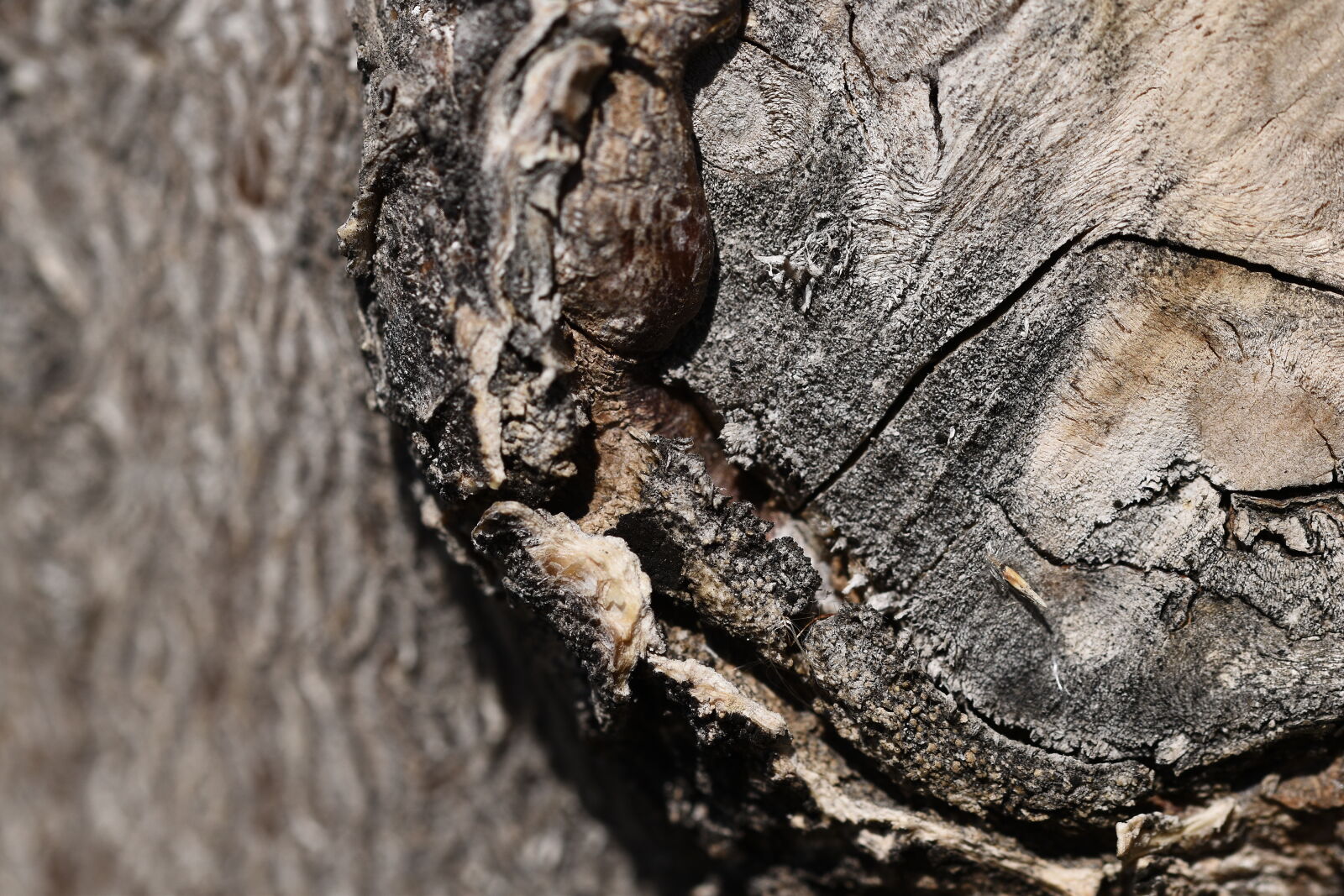 Nikon D5500 sample photo
