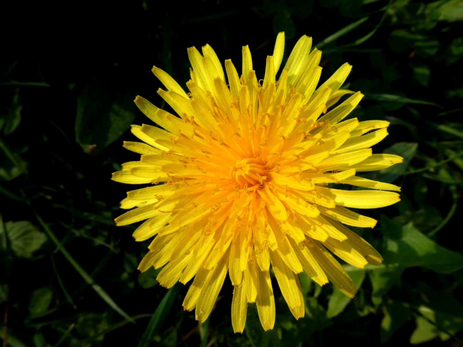 Panasonic DC-TZ91 sample photo. Dandelion, flower, rays photography