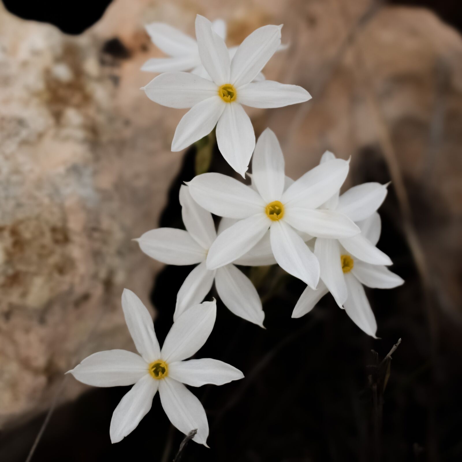 Nikon D3300 sample photo. Lilies, flowers, blossom photography