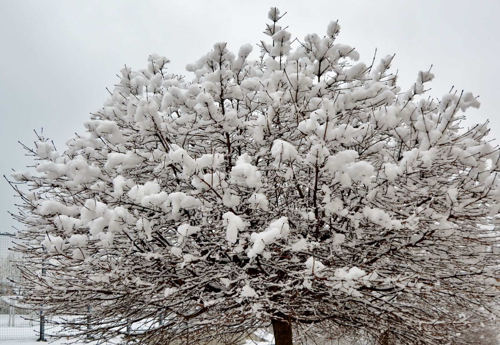 Nikon D5200 sample photo. Tree, snow, winter photography