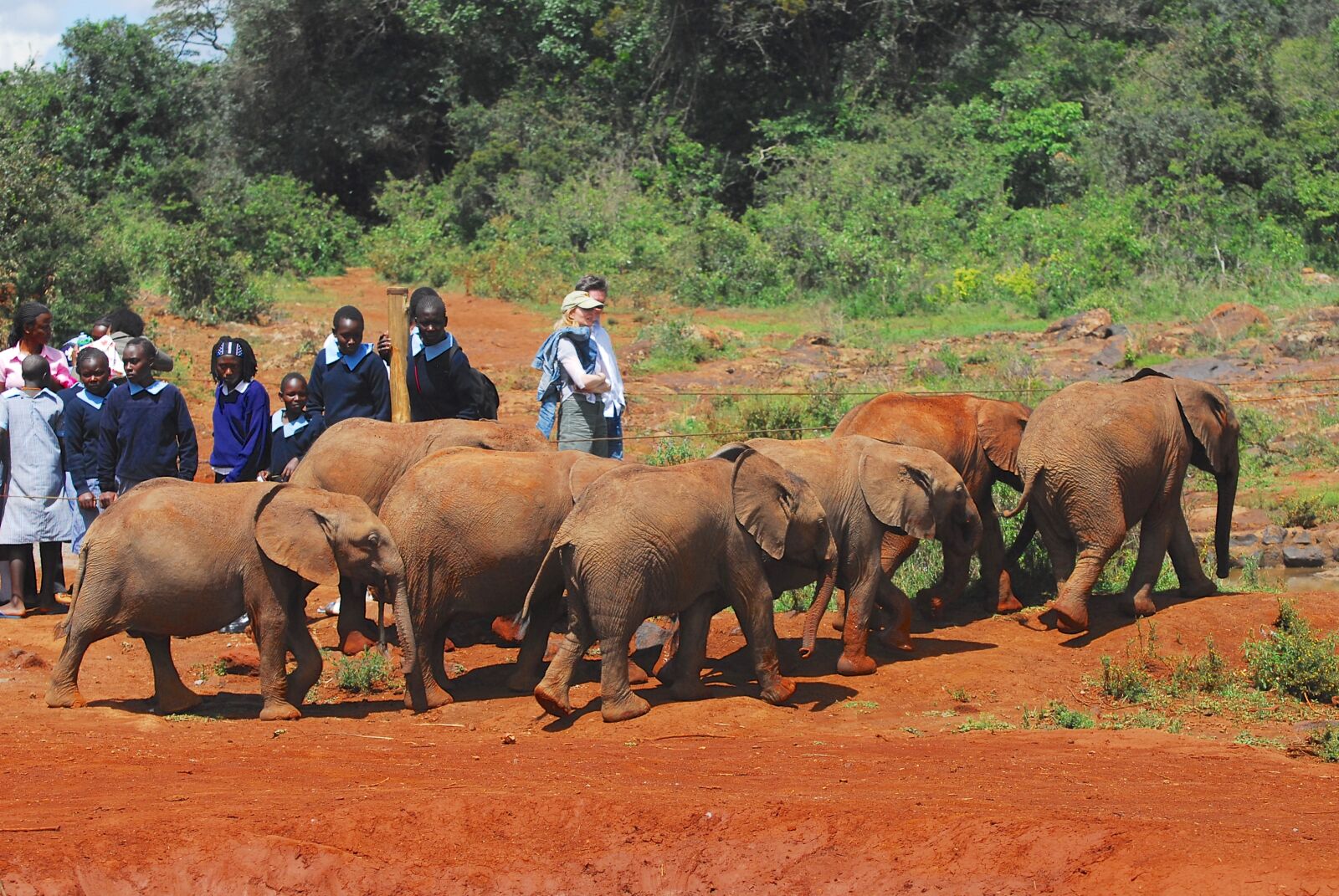 Nikon D200 sample photo. Elephants, orphans, nairobi photography