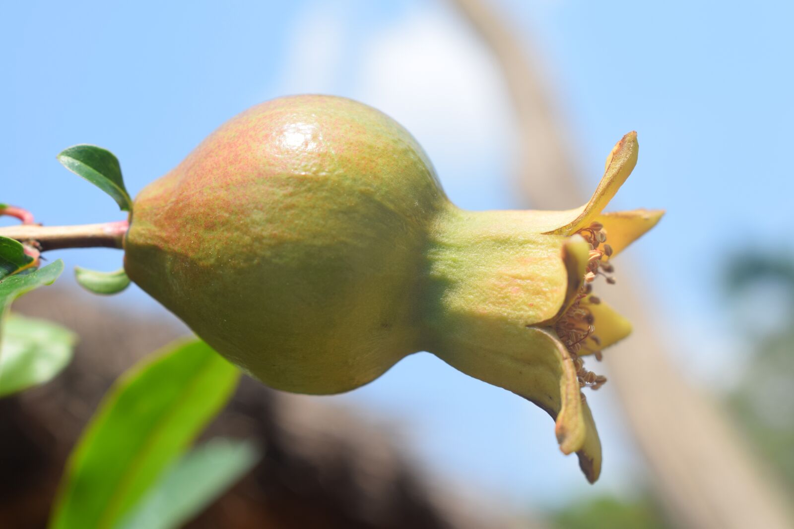 Nikon D5300 sample photo. Fruit, pomegranate, healthy photography