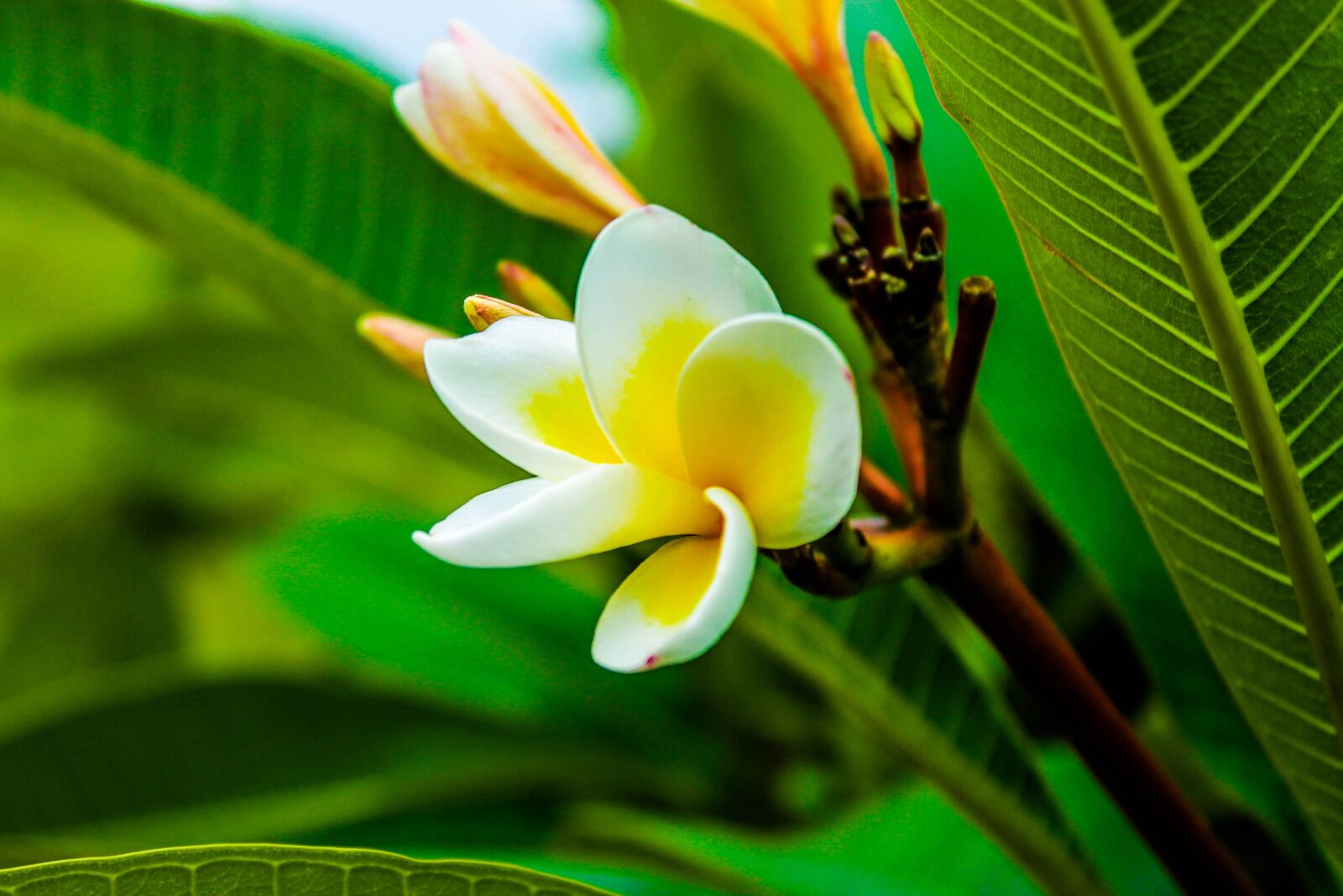 Canon EOS 1100D (EOS Rebel T3 / EOS Kiss X50) sample photo. Flower, yellow, green photography