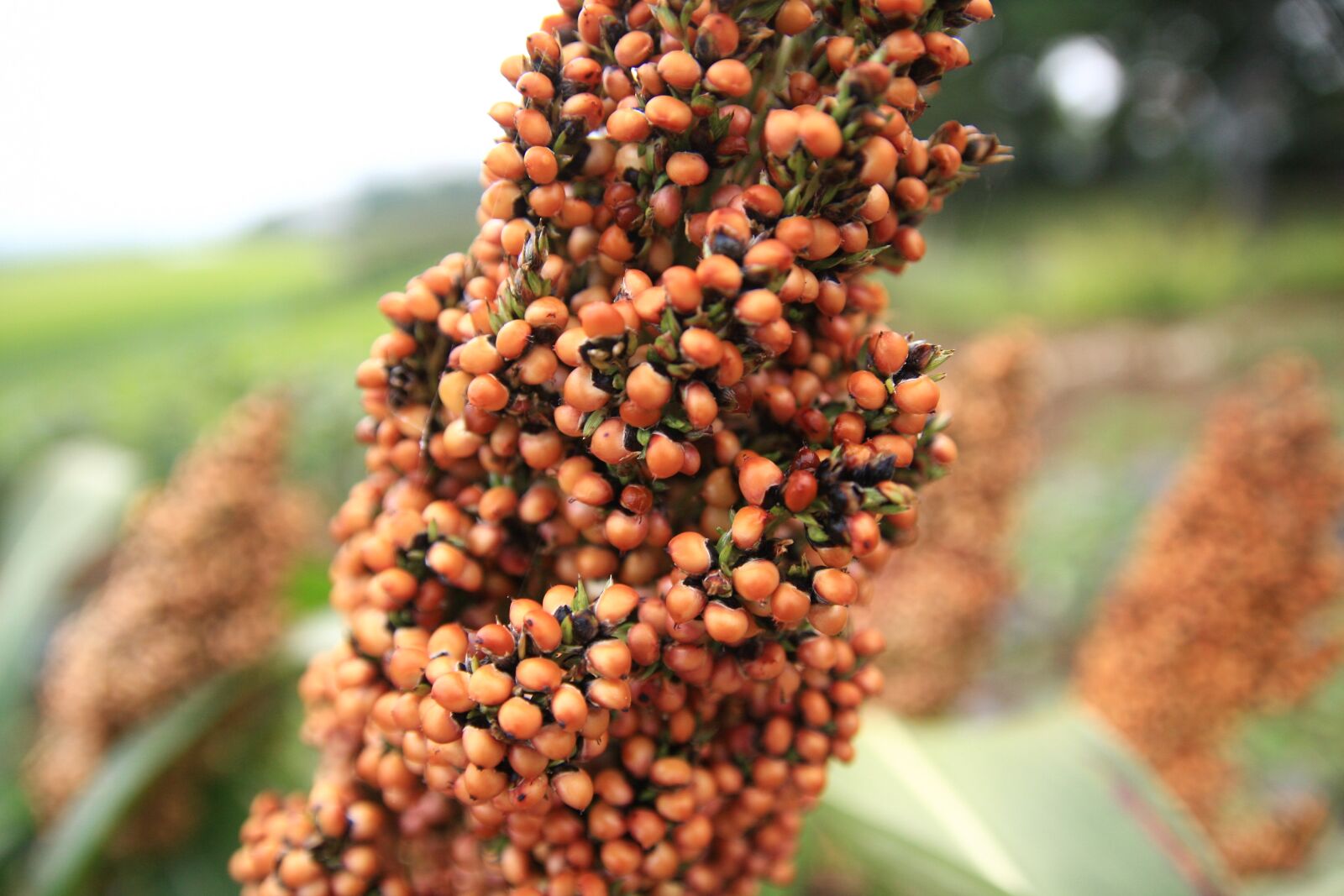 Canon EOS 40D sample photo. Millet, fruit, autumn photography