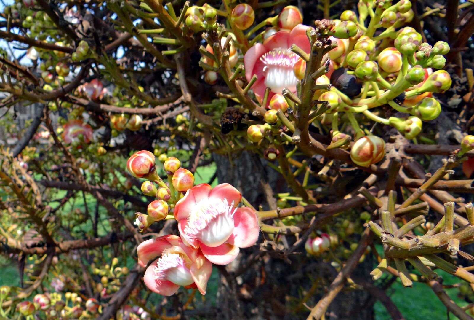 Sony DSC-HX200V sample photo. Flower, buds, couroupita guianensis photography