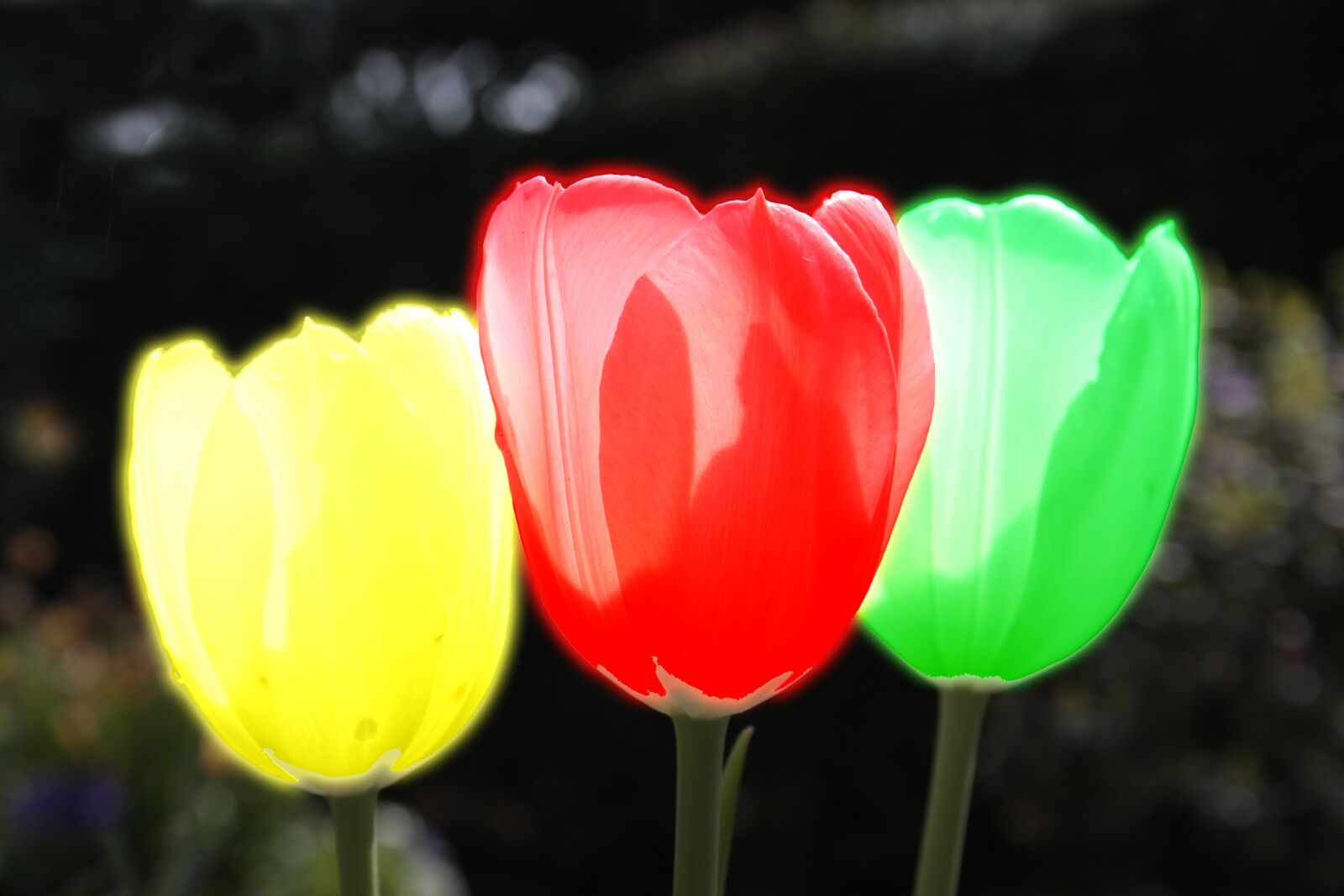 Canon EOS 450D (EOS Rebel XSi / EOS Kiss X2) sample photo. Spring, tulip, alienation photography