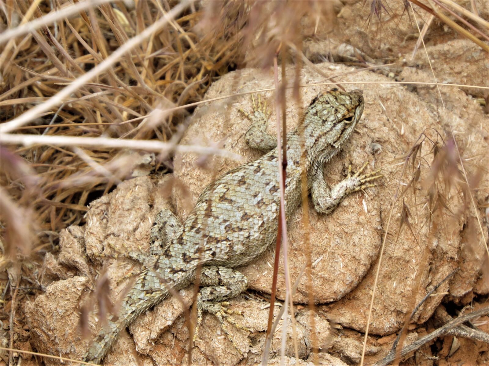 Canon PowerShot SX50 HS sample photo. Reptile, lizard, wild photography