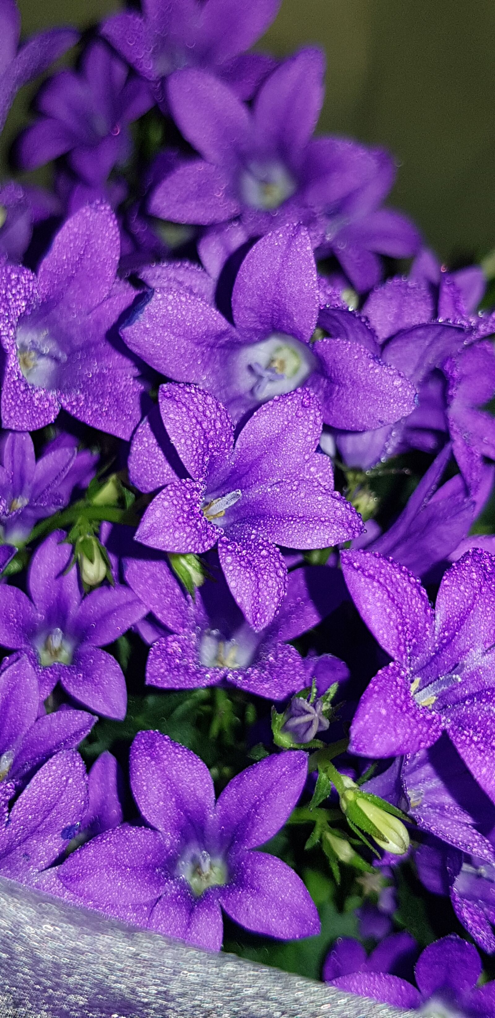 Samsung Galaxy S8 sample photo. Flower, plant, nature photography