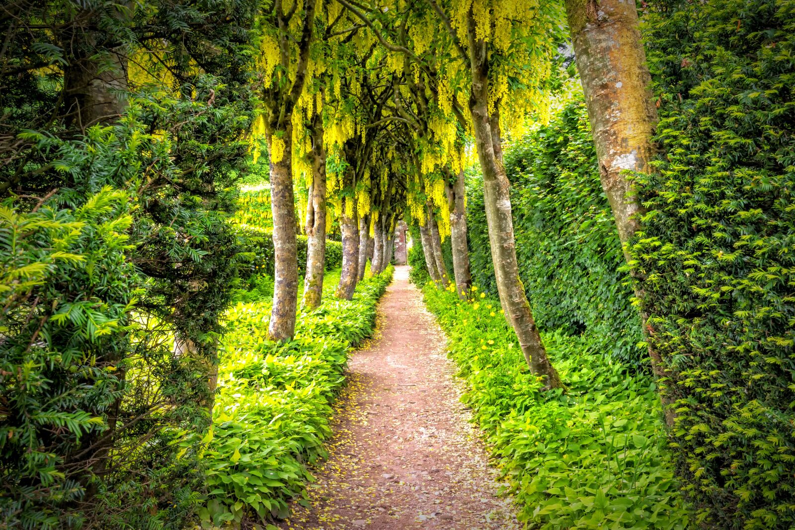 Nikon D3300 sample photo. Garden, away, laburnum photography
