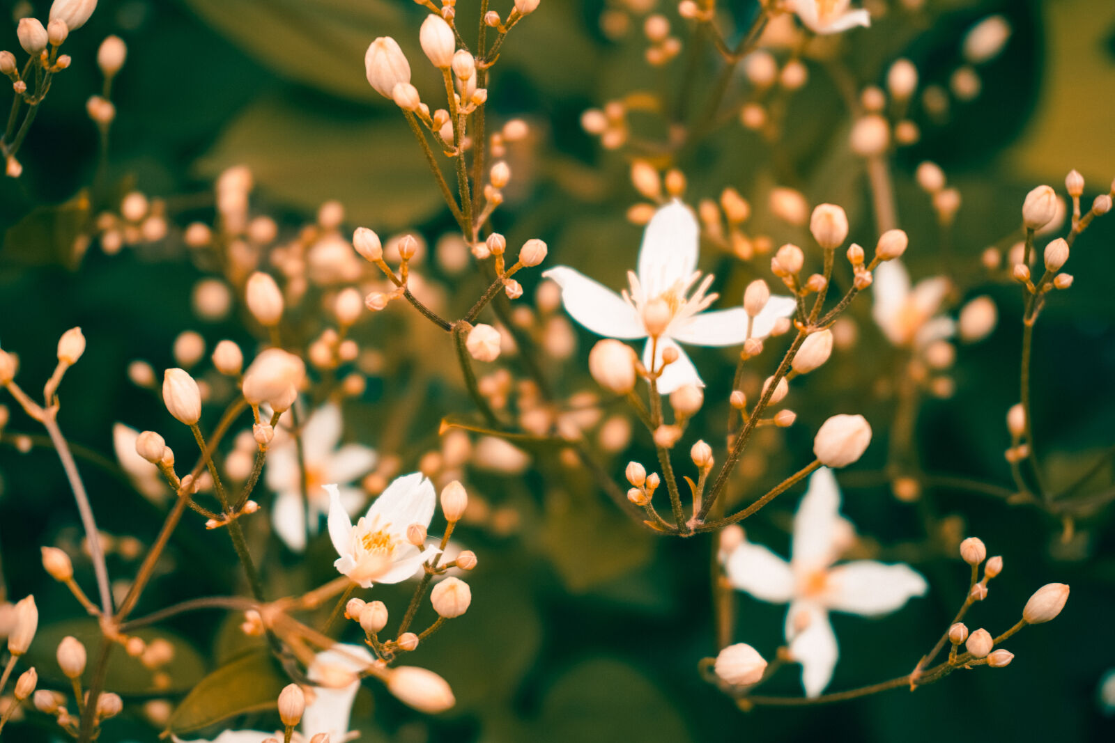 Sony E 16-50mm F3.5-5.6 PZ OSS sample photo. Dreamy, flowers, summer photography